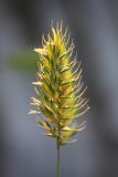 Agropyron pinifolium