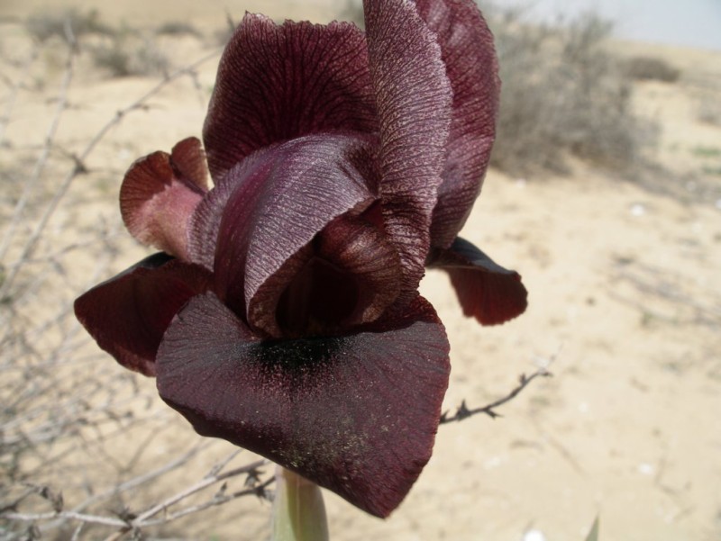 Image of Iris petrana specimen.