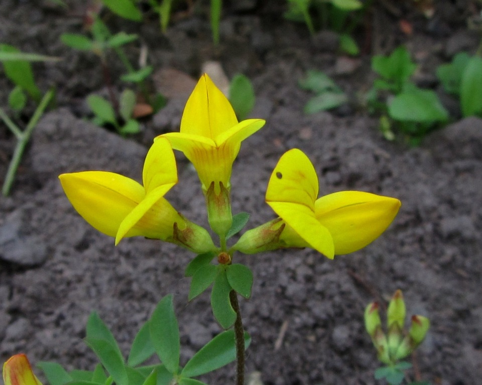 Image of Lotus peczoricus specimen.