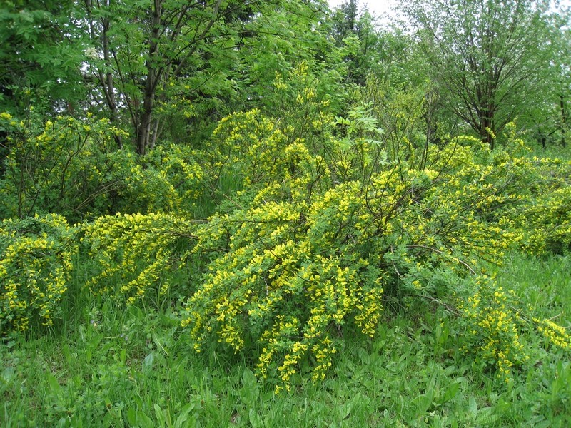 Изображение особи Chamaecytisus ruthenicus.