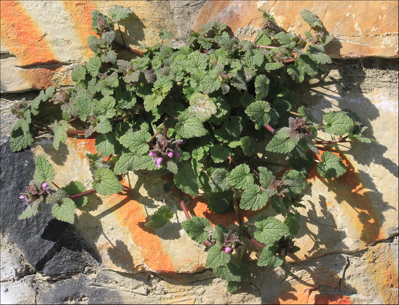 Image of Lamium purpureum specimen.