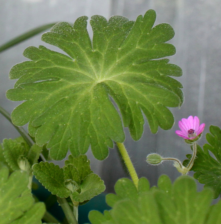 Изображение особи Geranium rotundifolium.