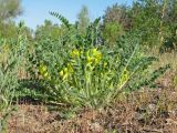 Astragalus tanaiticus. Хорошо развитое цветущее растение в тополево-березовом редколесье на песчаной террасе Северского Донца. Украина, Луганская обл, Славяносербский р-н, недалеко от отделения \"Трехизбенская степь\" Луганского природного заповедника. 06.05.2013.