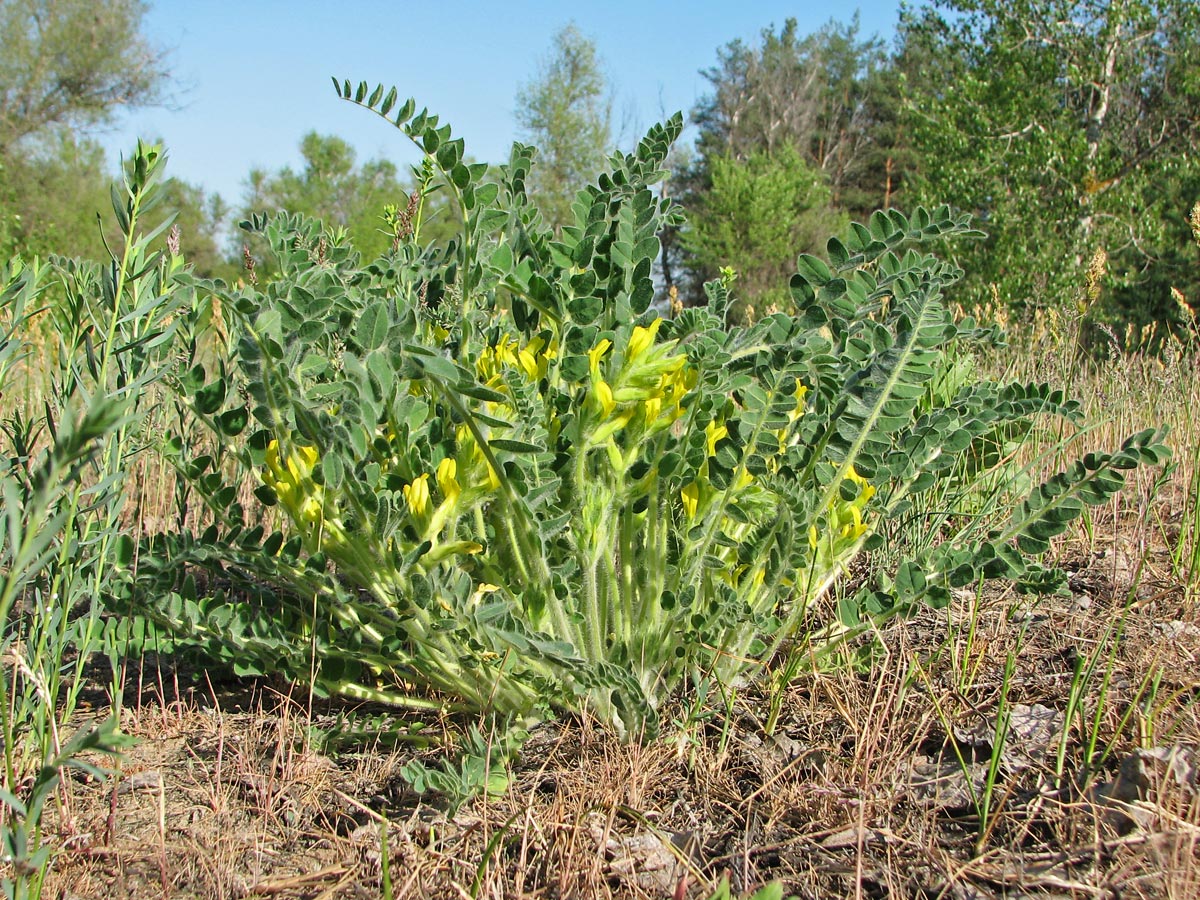 Изображение особи Astragalus tanaiticus.