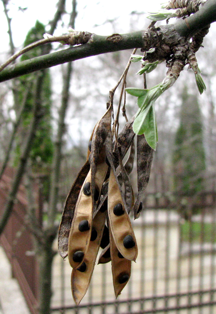 Image of Laburnum anagyroides specimen.