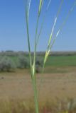 Stipa