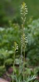 Turritis glabra