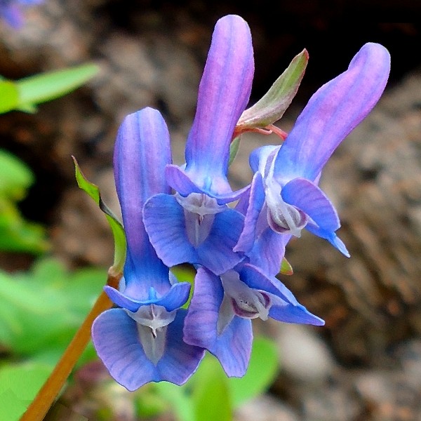 Изображение особи Corydalis ambigua.