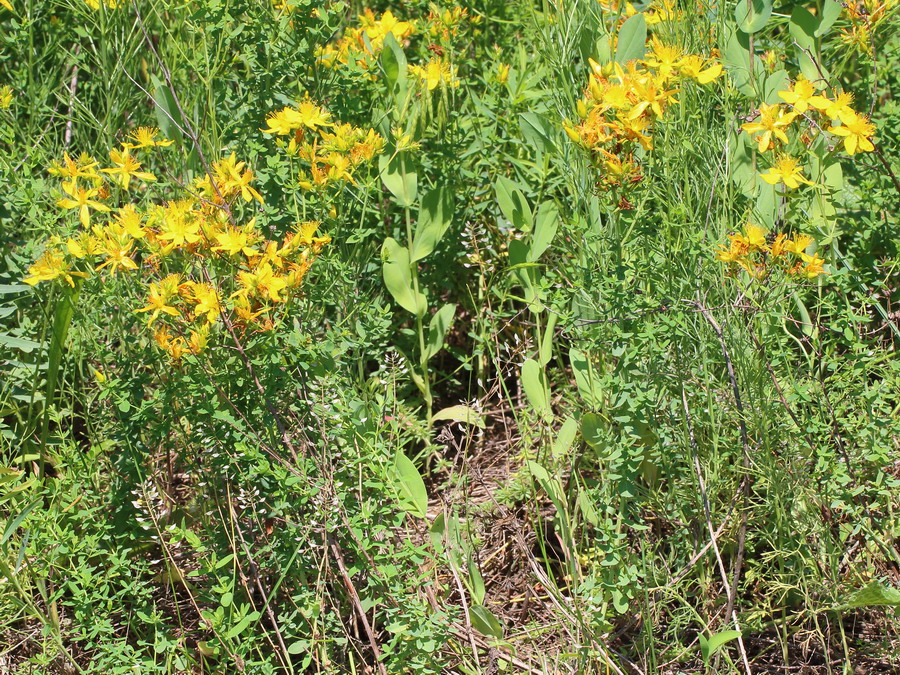 Image of Hypericum perforatum specimen.