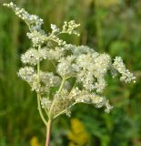 Filipendula ulmaria
