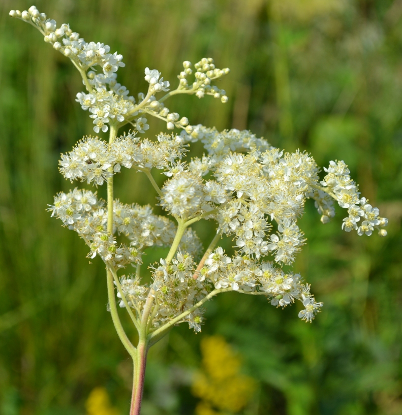 Image of Filipendula ulmaria specimen.