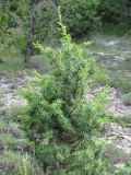 Juniperus deltoides. Вегетирующее растение. Краснодарский край, Новороссийский р-н, окр. пос. Абрау-Дюрсо, можжевеловое редколесье. 10.07.2013.