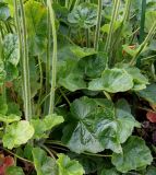 Heuchera cylindrica