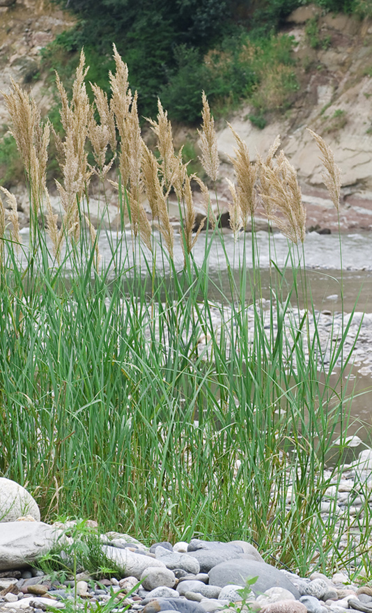 Изображение особи род Calamagrostis.