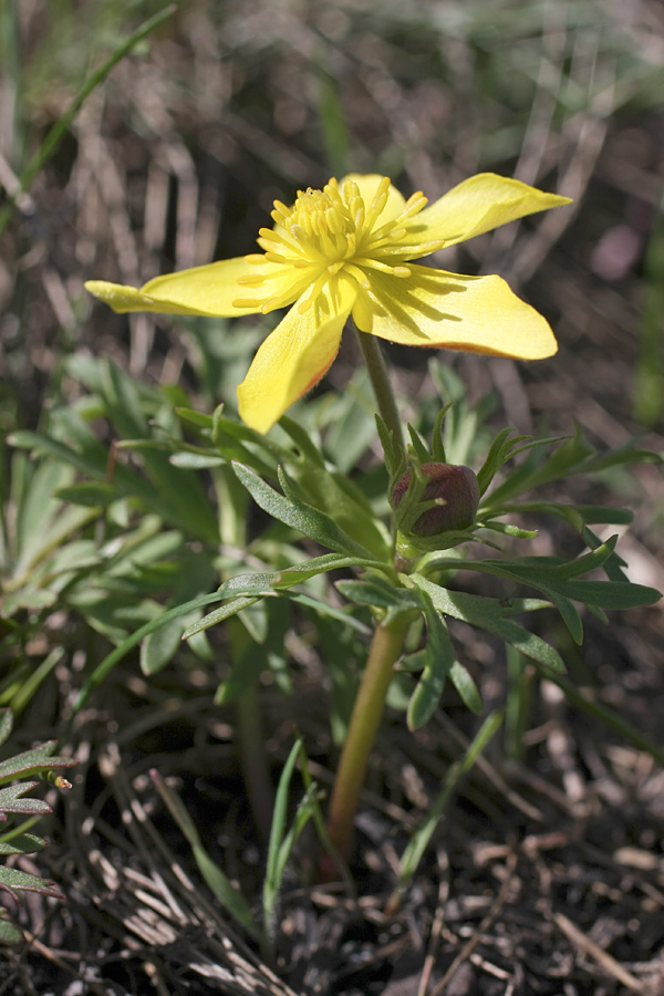 Изображение особи Anemone petiolulosa.