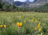 Crocus scharojanii