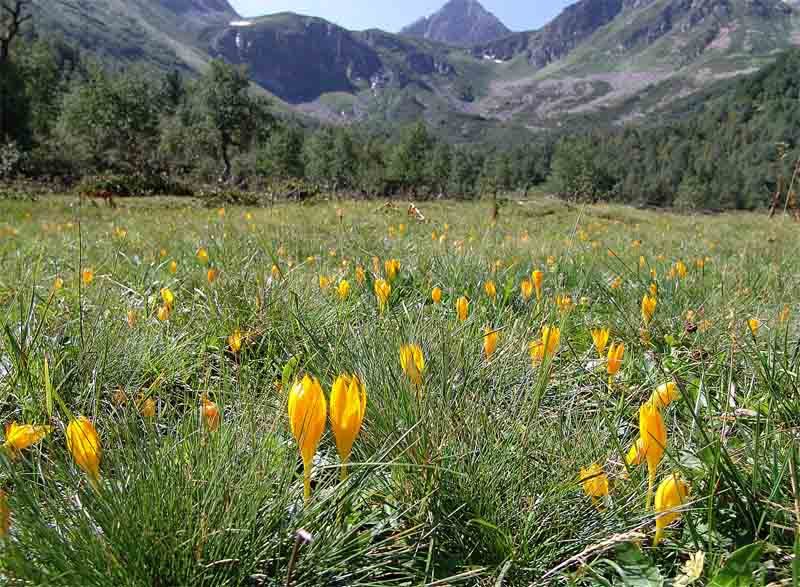 Image of Crocus scharojanii specimen.