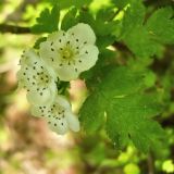 Crataegus monogyna