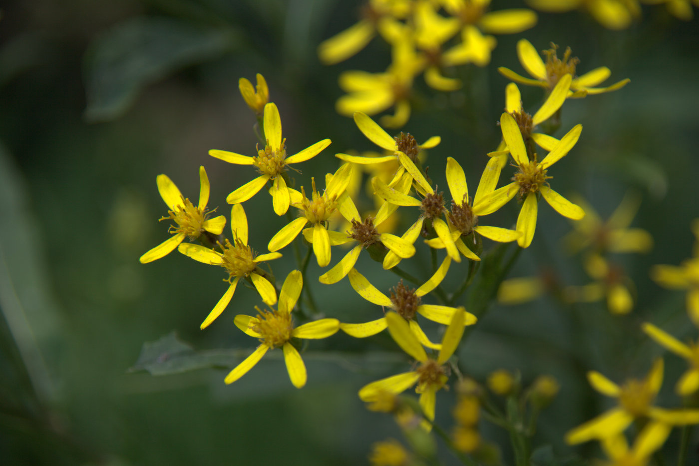 Изображение особи Senecio ovatus.