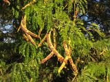 Gleditsia triacanthos