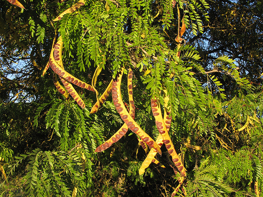 Image of Gleditsia triacanthos specimen.