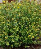 Hypericum frondosum