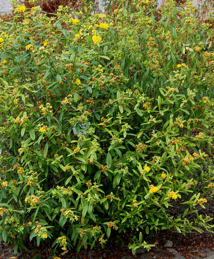 Image of Hypericum frondosum specimen.