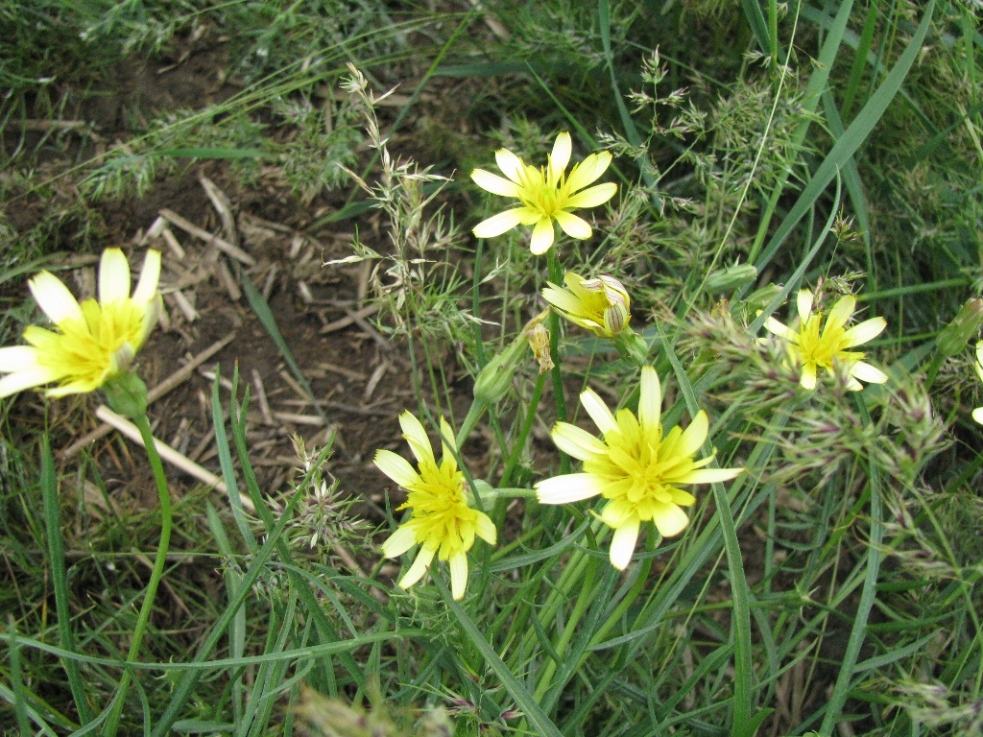 Image of Scorzonera mollis specimen.