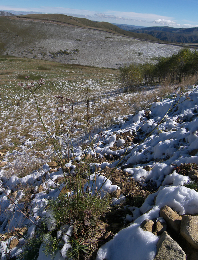 Image of Seseli alpinum specimen.