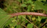 Xanthium orientale