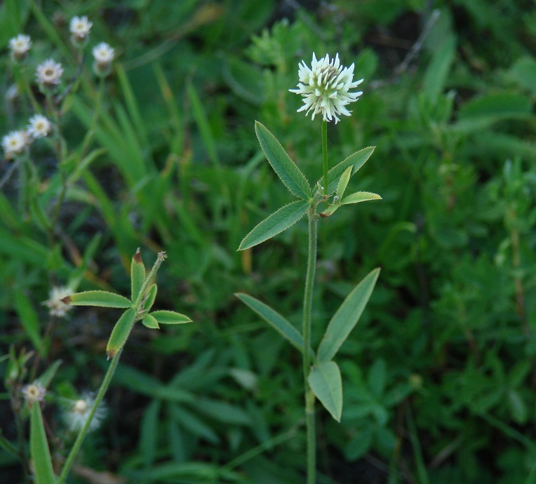 Изображение особи Trifolium montanum.