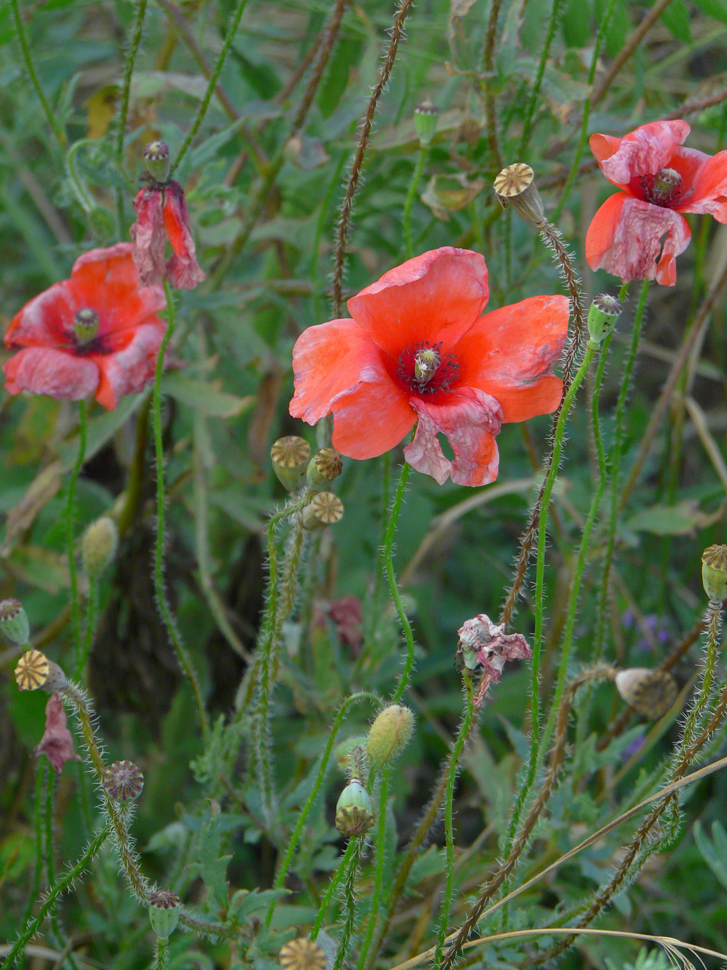 Изображение особи Papaver rhoeas.