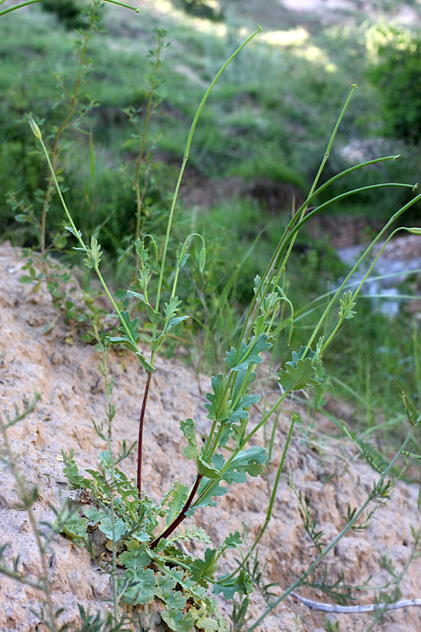 Image of Glaucium fimbrilligerum specimen.