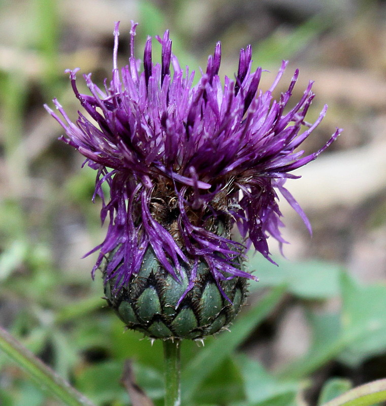 Изображение особи Centaurea scabiosa.