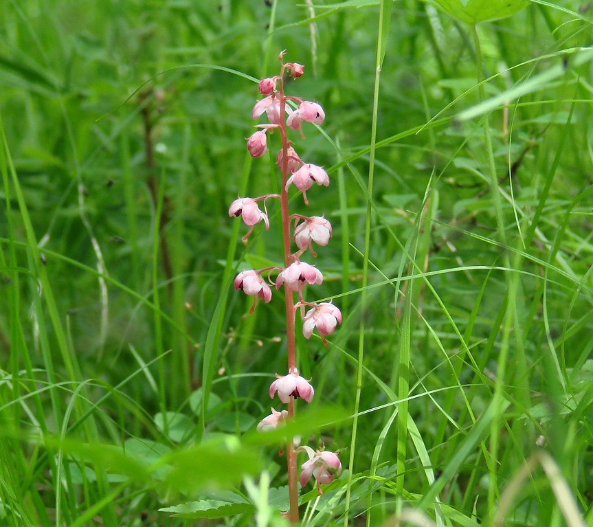 Image of Pyrola incarnata specimen.