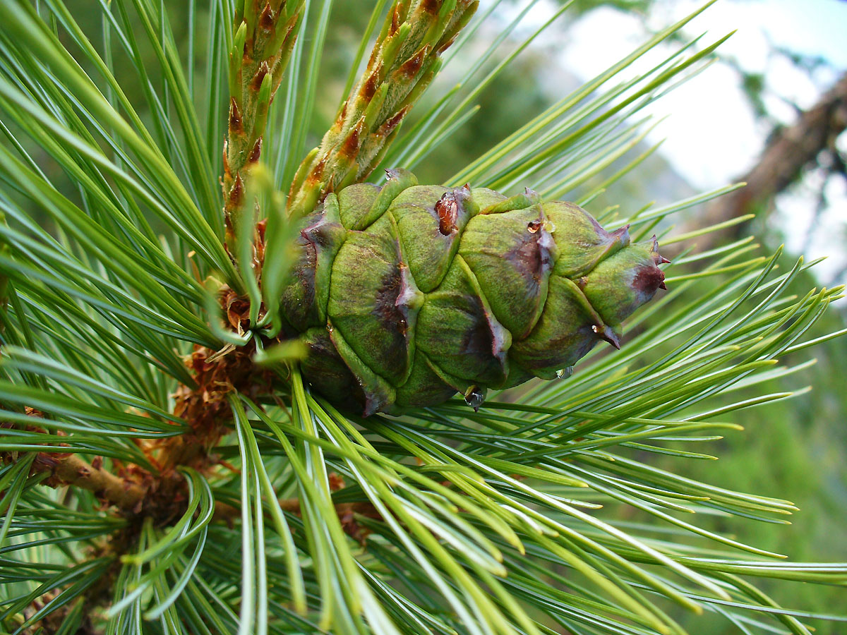 Изображение особи Pinus pumila.