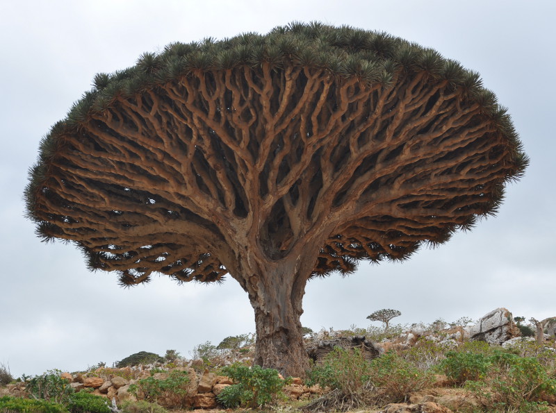 Image of Dracaena cinnabari specimen.