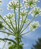 Conium maculatum. Часть соцветия (видны листочки обертки). Томская обл., Томский р-н, окр. с. Черная Речка, на пустыре. 04.07.2009.