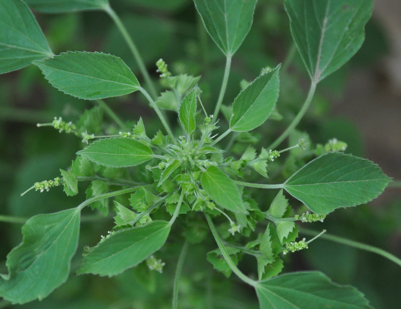 Image of Acalypha indica specimen.