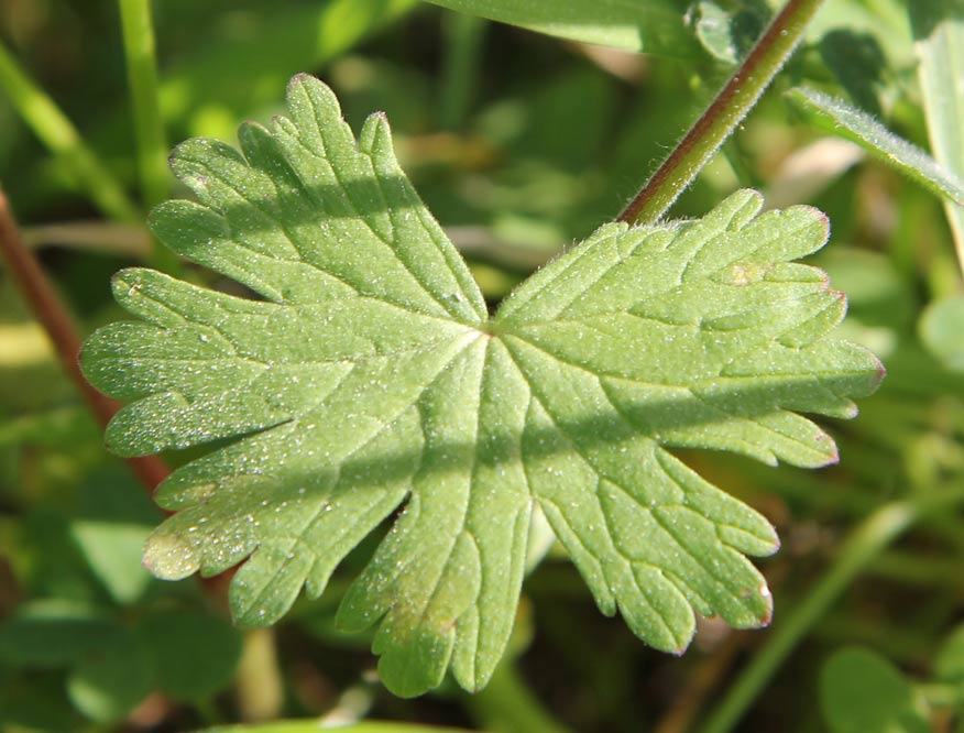 Image of Geranium pyrenaicum specimen.