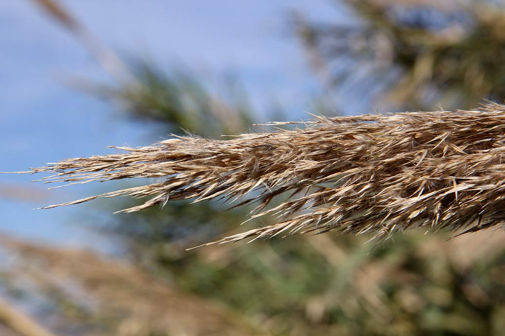 Image of Arundo donax specimen.