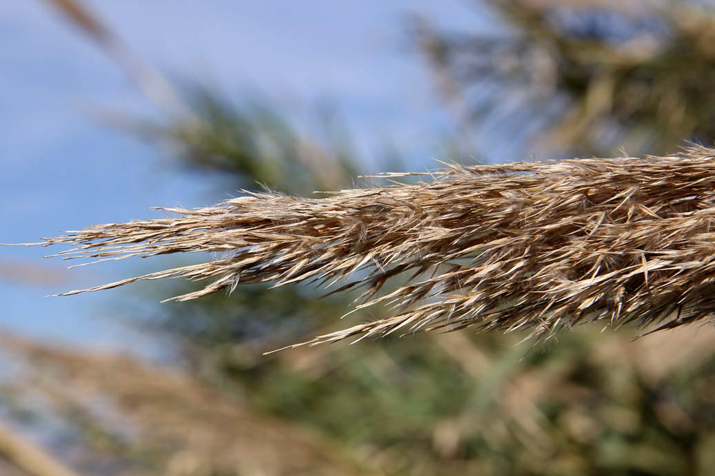 Изображение особи Arundo donax.