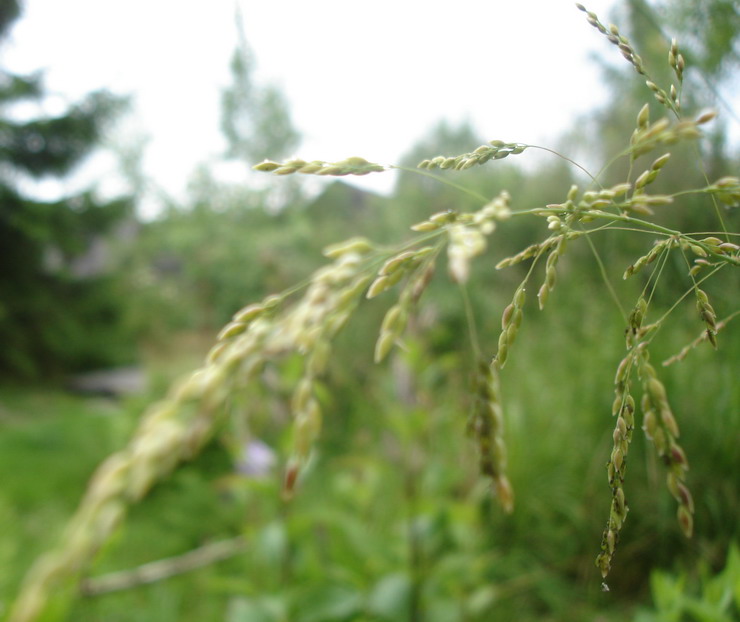 Image of Milium schmidtianum specimen.