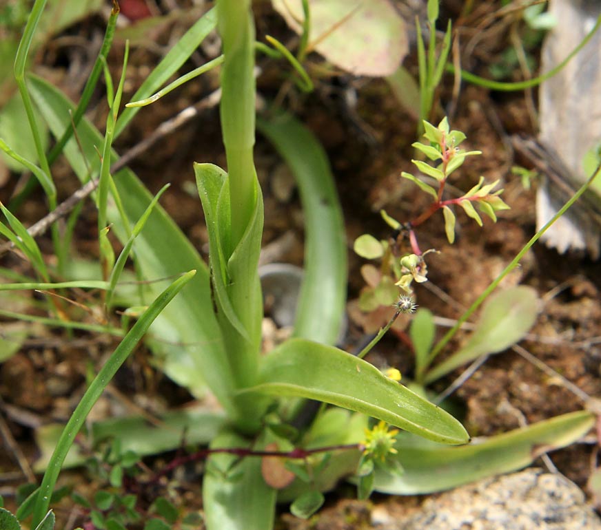 Image of Anacamptis coriophora ssp. fragrans specimen.