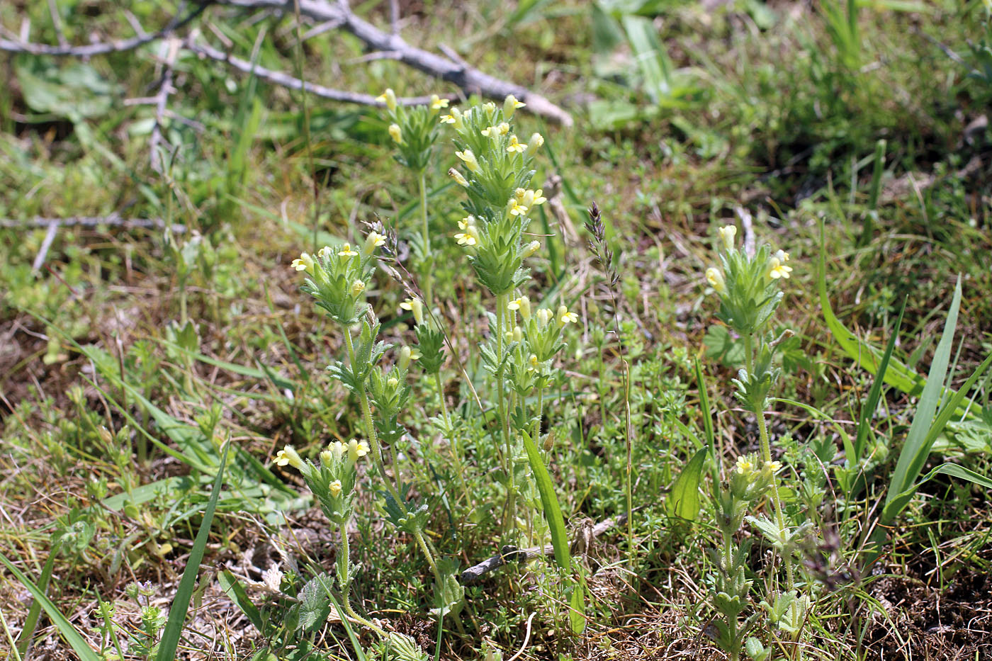 Image of Parentucellia flaviflora specimen.