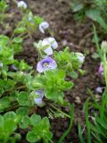 Veronica filiformis