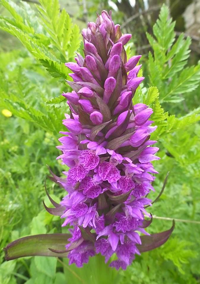 Image of Dactylorhiza euxina specimen.