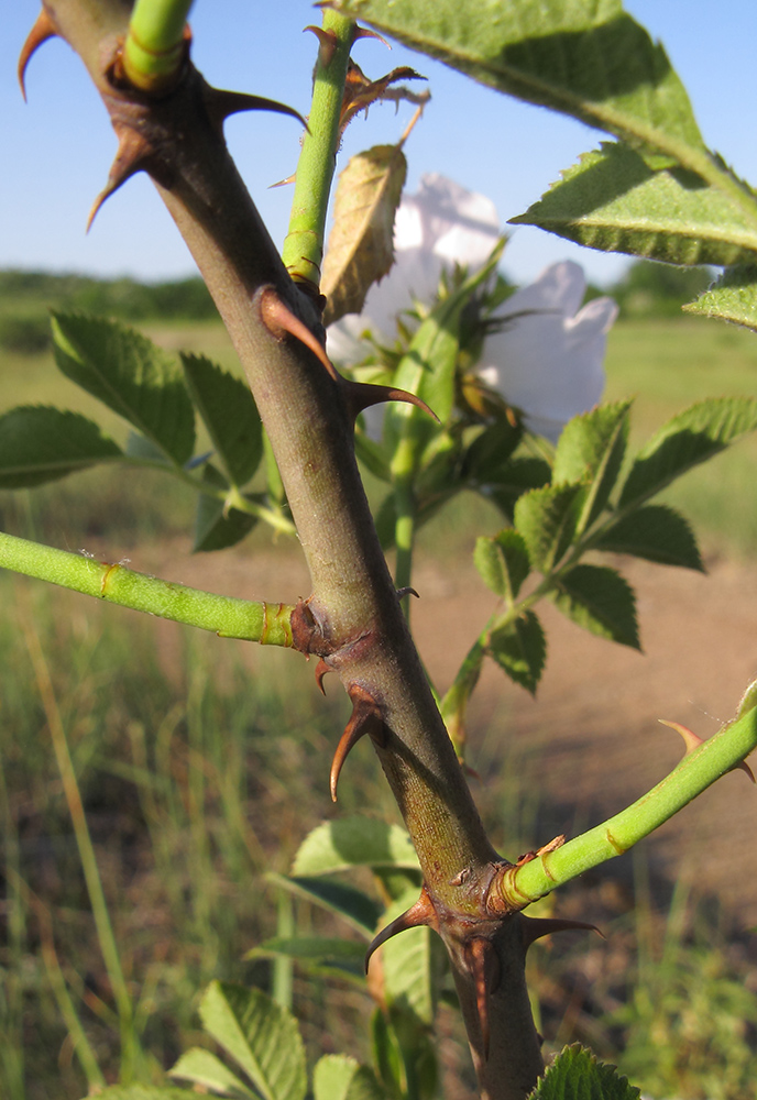 Image of genus Rosa specimen.