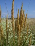 Calamagrostis glomerata