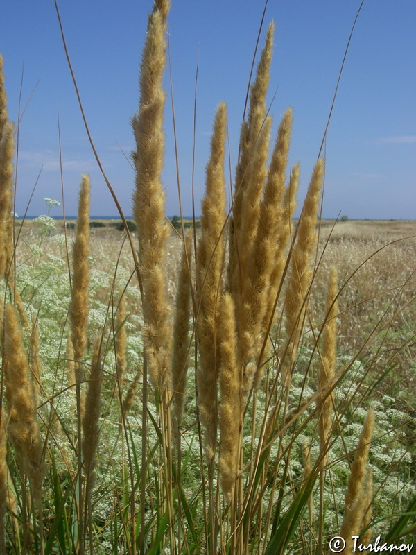 Изображение особи Calamagrostis glomerata.